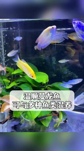 曼龙鱼喂什么饲料好？曼龙鱼吃啥？