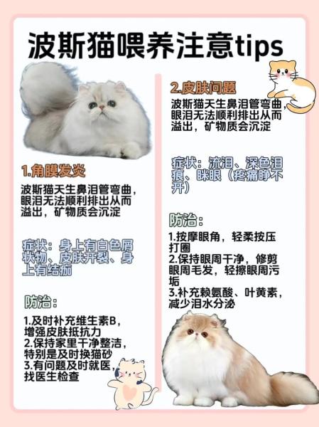 三花波斯猫多少钱一只，三色波斯猫贵吗？-第2张图片-爱宠网