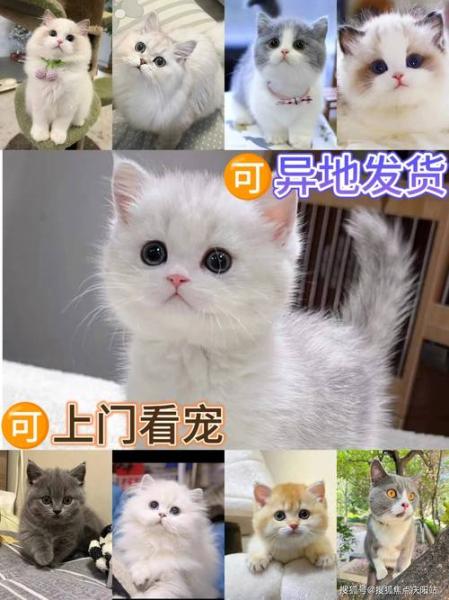 白色安哥拉猫多少钱一只？白色安哥拉猫多少钱一只幼崽？-第2张图片-爱宠网