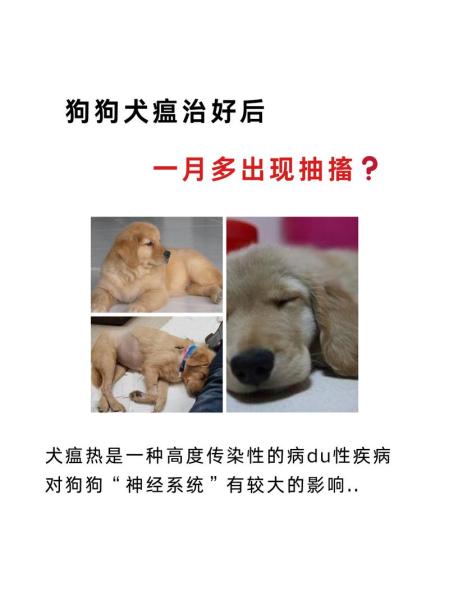 狗瘟能治好吗幼犬，狗瘟能治好吗幼犬能活多久