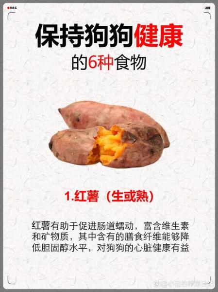 狗最爱吃的十种食物，狗最爱吃的是什么？