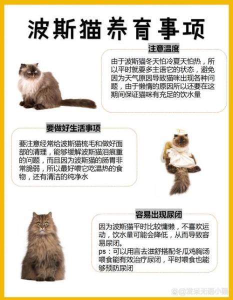 帕拉斯猫多大？帕拉斯猫多大可以繁殖？-第2张图片-爱宠网