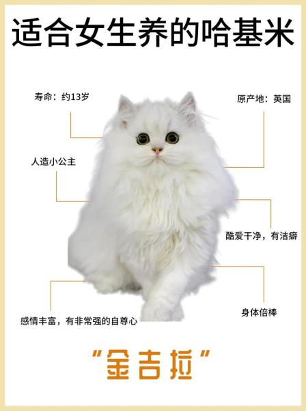 帕拉斯猫多大？帕拉斯猫多大可以繁殖？