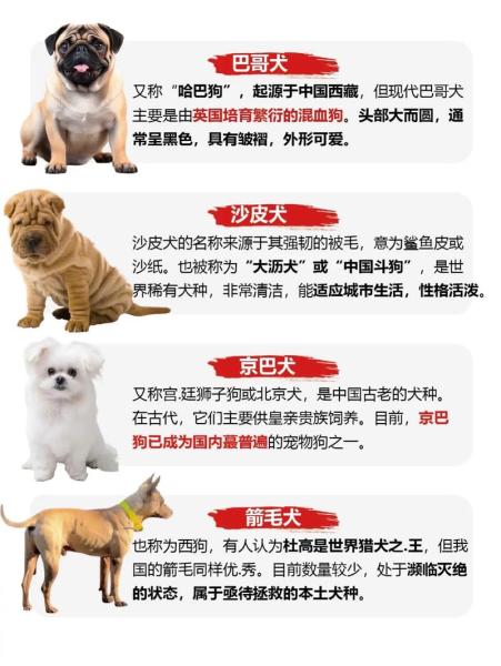 猎犬品种排名河北有哪些？我国猎犬品种？-第2张图片-爱宠网