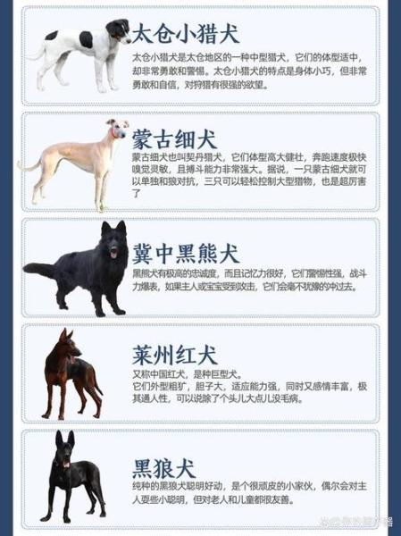 猎犬品种排名河北有哪些？我国猎犬品种？