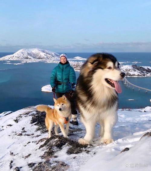 阿拉斯加雪橇犬评价，阿拉斯加雪橇犬的优点和缺点？-第2张图片-爱宠网