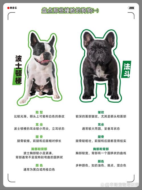 波士顿梗犬缺点，ace系列饰波士顿梗犬bosco贴饰