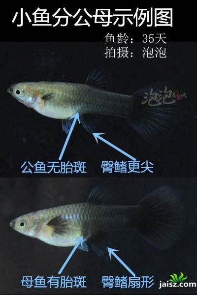 孔雀鱼苗什么时候分公母，孔雀鱼苗多久分公母