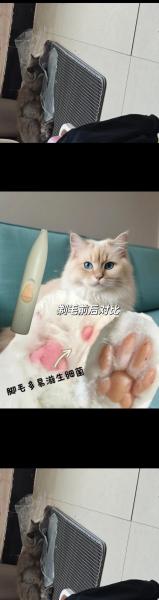 猫咪脚毛剪到什么程度，猫咪脚毛修剪？-第2张图片-爱宠网