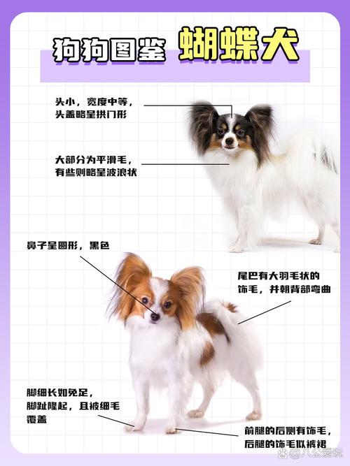 蝴蝶犬什么时候立耳？小蝴蝶犬的耳朵几个月能立起来？-第2张图片-爱宠网