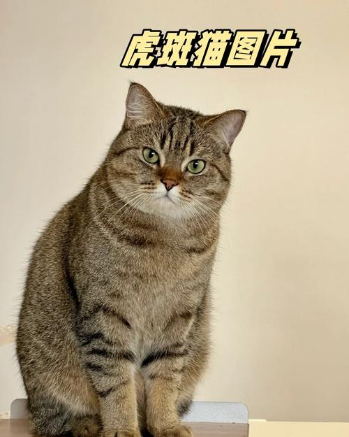 虎斑猫怎么样，虎斑猫怎么样是什么品种