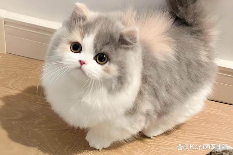 矮脚猫后腿比前腿长？矮脚猫后腿比前腿长正常吗？