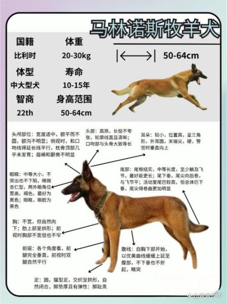 比利时小体马犬，比利时纯种马犬多少钱一只？