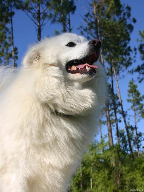 爱斯基摩犬是雪橇犬吗，爱斯基摩犬是雪橇犬吗图片？