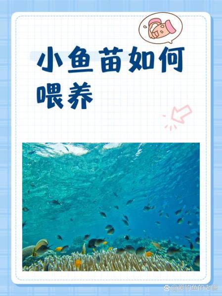 13厘米的鱼苗怎么养？3厘米的鱼苗需要多久长大？-第1张图片-爱宠网