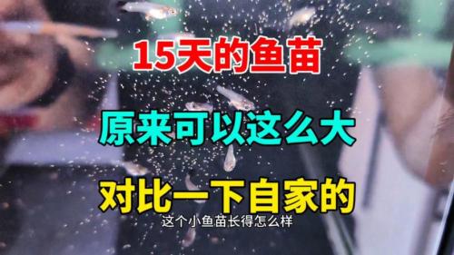 13厘米的鱼苗怎么养？3厘米的鱼苗需要多久长大？-第2张图片-爱宠网