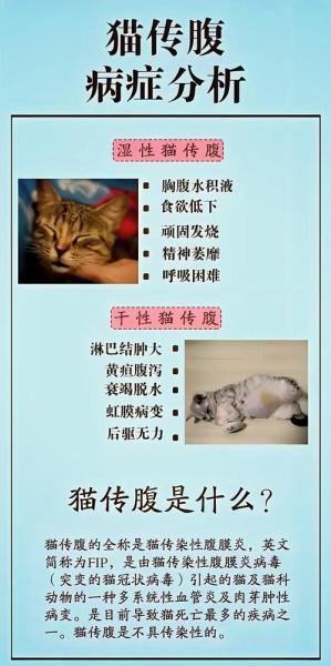 猫传腹因为什么原因，猫传腹的病因？-第2张图片-爱宠网