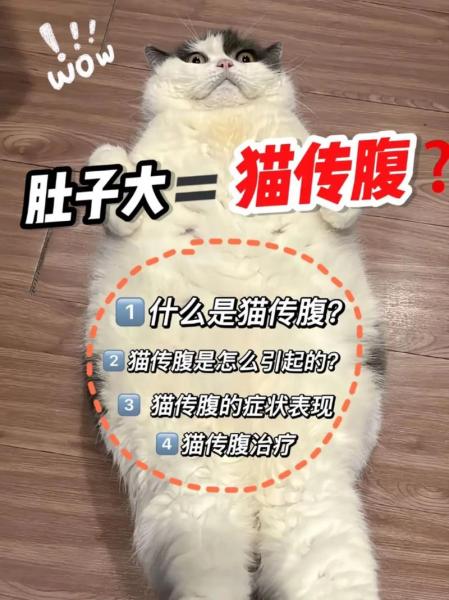 猫传腹因为什么原因，猫传腹的病因？