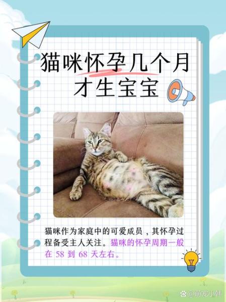 猫咪怀孕能不能洗澡？猫咪怀孕还可以洗澡吗？-第2张图片-爱宠网