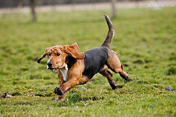 巴赛特猎犬多少钱，巴赛特猎犬多少钱一只-第2张图片-爱宠网