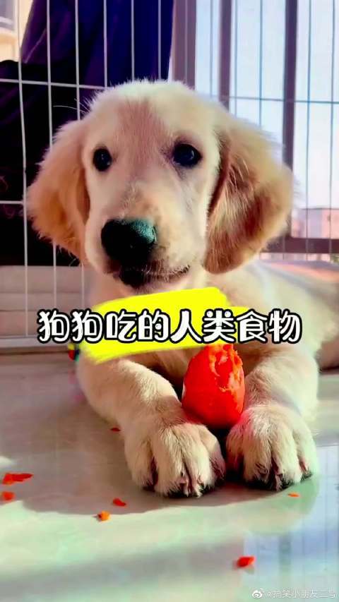 柴犬吃什么食物好，柴犬吃什么食物好消化？