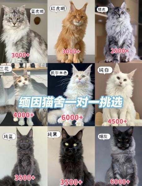 缅因猫一个月要花多少钱，缅因猫一个月花销？